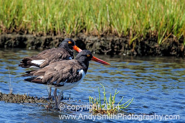 57 Oystercatchers in the Marsh